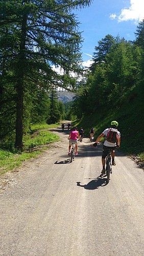 A toute vitesse dans les mélèzes