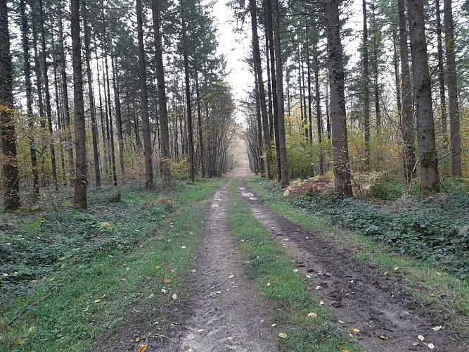 Bois de Fougemagne - Vallées Solnan et Sevron (VTT)