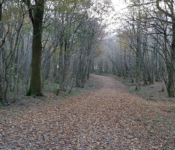 Coligny - Etang de Fougemagne (VTT)