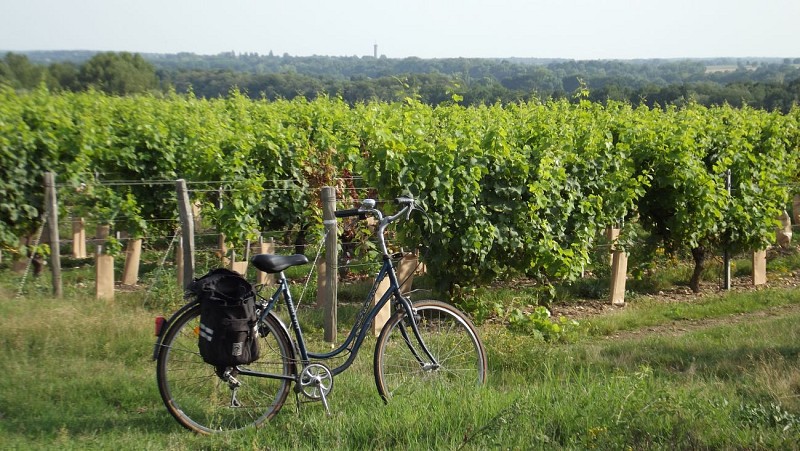 Bonny sur Loire - vélo vignes - 27 aout 2017 (6) - OT Terres de Loire et Canaux- OT Terres de Loire et Canaux -I.Rémy