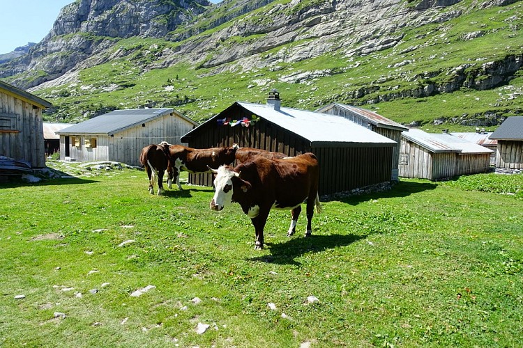 Vaches et refuge de Sales