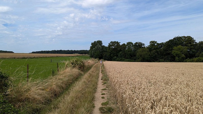 Chemin vers l'ancien camp des Romains III