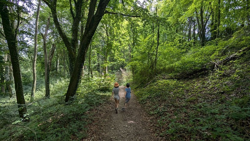 Passage du GR12 en forêt