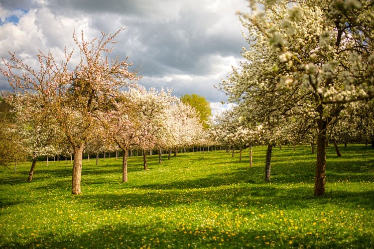 Pommiers_en_fleurs-Vincent_Rustuel___Calvados_Attractivite-6947-1200px