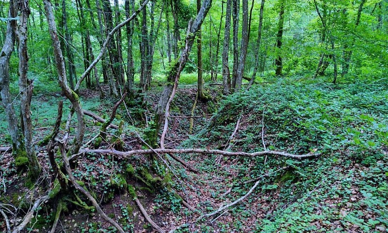 Reste de tranchée allemande | Bois de Varnéville