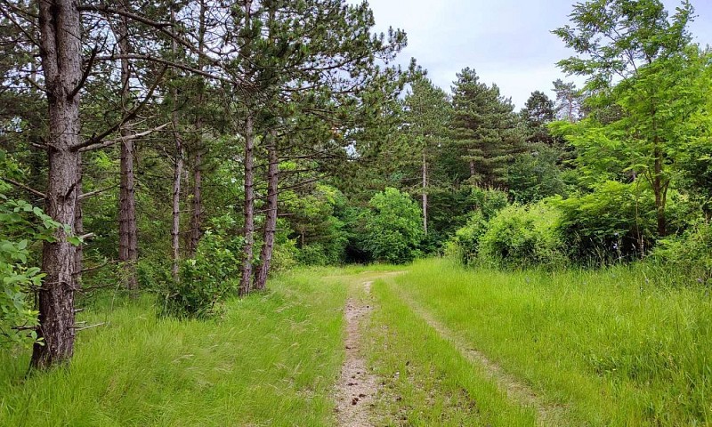 Chemin dans la forêt de Gobessart | Varnéville