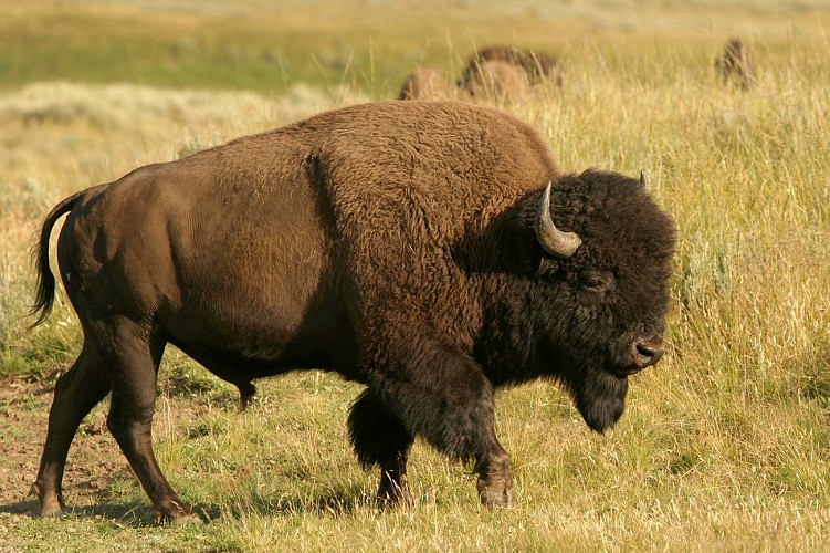 Bisons