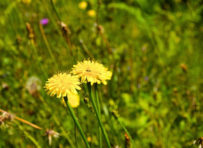 Parcours trail n°8 à Bussière-Galant