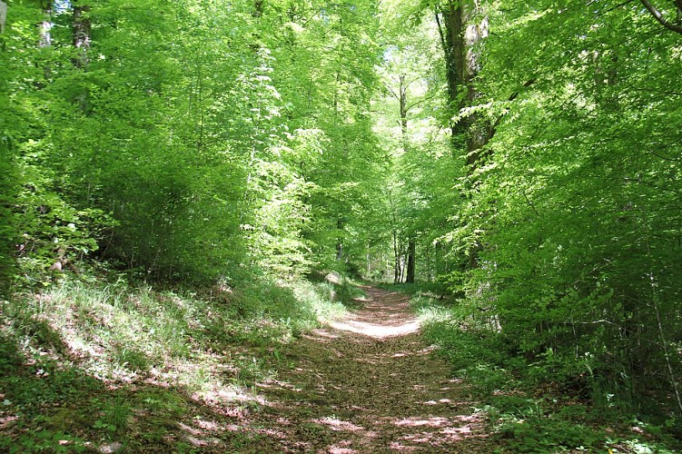 Chameleux - Gaume