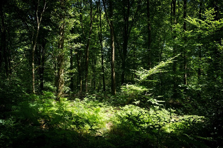 Bois Cornillé-Parc (3) ©Vitré Communauté - Mathieu Le Gall (2022)