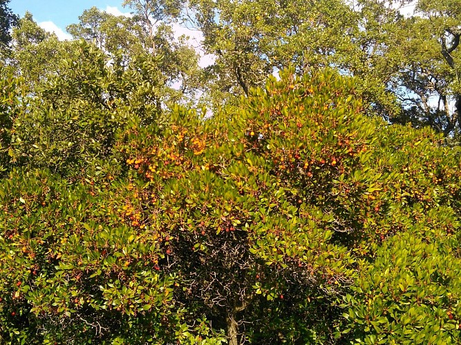 Les arbouses, fidèles sauveteuses des randonneurs