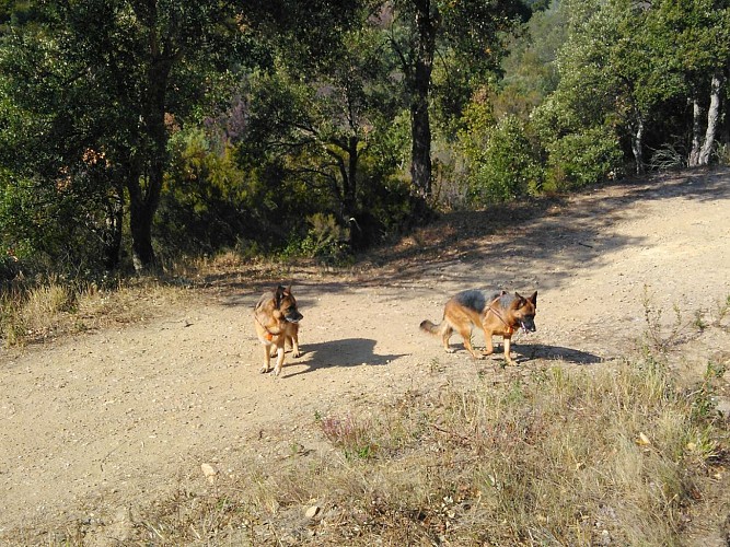 Mes fidèles compagnes de randonnée