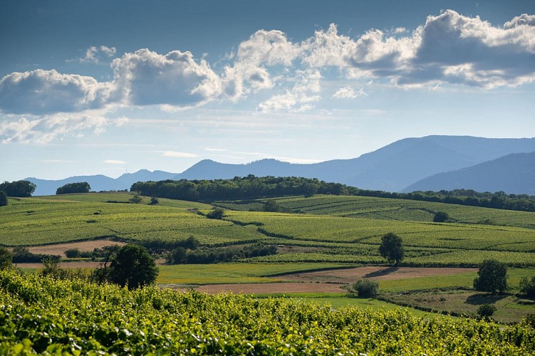 Le vignoble de Wolxheim