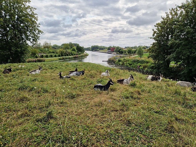 Chèvres sur la Scarpe