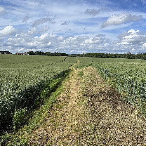 Chemin à travers champs