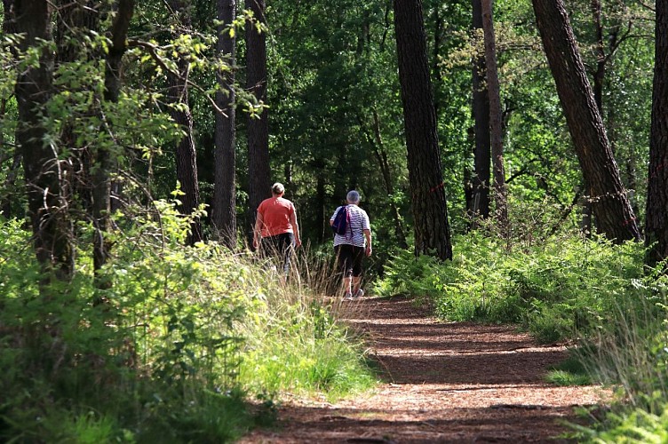 Sentier de randonnée pédestre "en forêt de Chambiers"