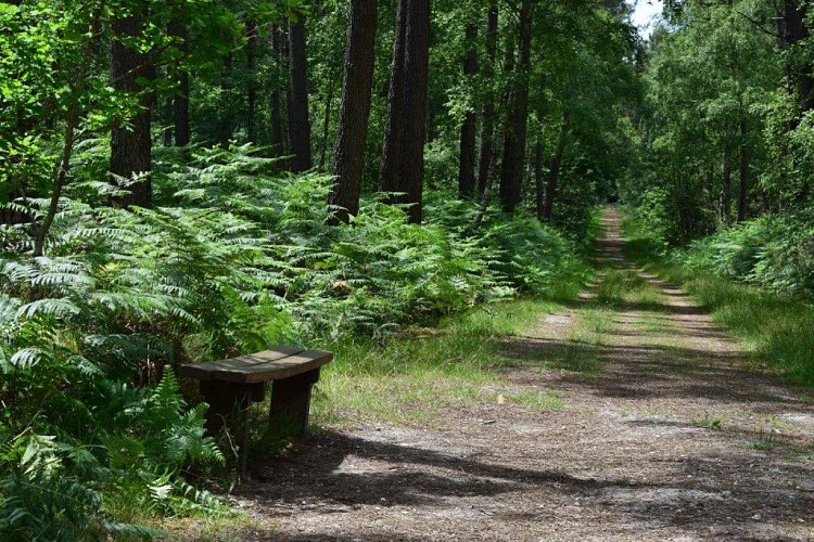 Sentier de randonnée pédestre "en forêt de Chambiers"