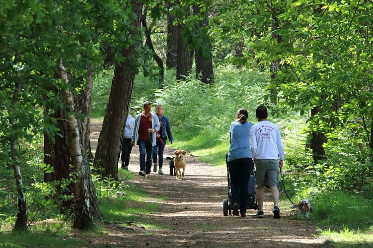 Sentier de randonnée pédestre "en forêt de Chambiers"