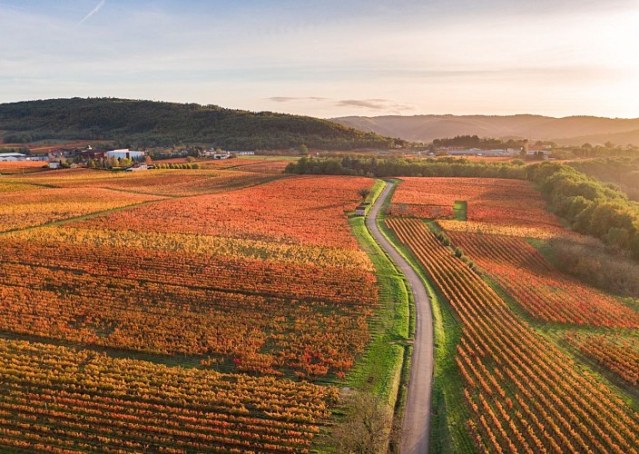 Vignoble de Cahors en automne à Parnac