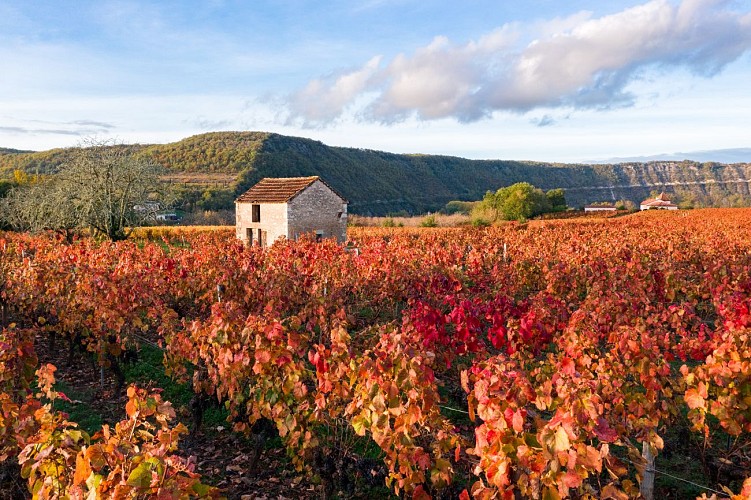 Vignoble de Cahors en automne à Parnac
