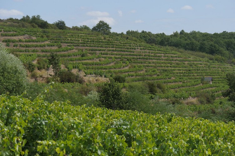 GR® de Pays Coteaux du Layon et de la Loire