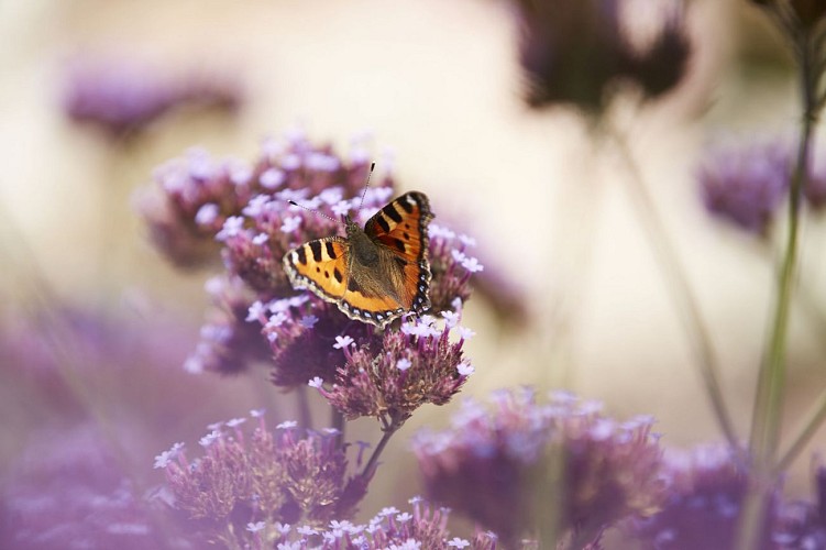 CARELLES - RANDONNÉE - SENTIER DES MÉZERAIS - N°6