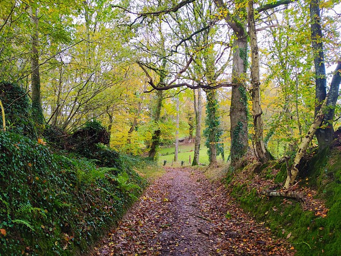 FOUGEROLLES-DU-PLESSIS - RANDONNÉE - CIRCUIT DE CLAIRE FONTAINE - N° 9
