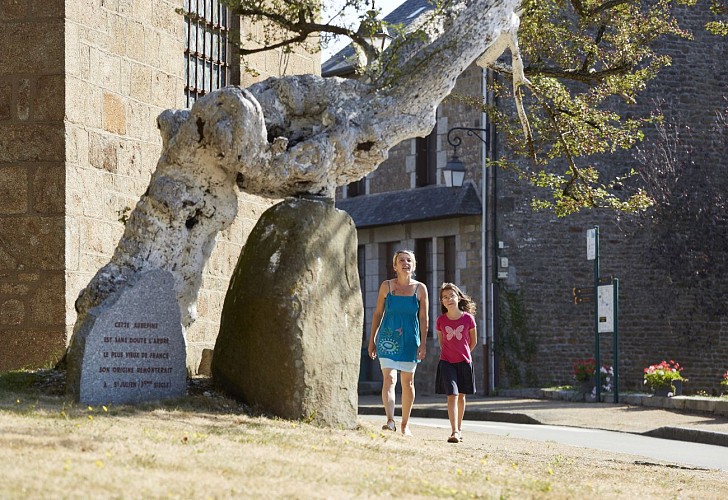 SAINT-MARS-SUR-LA-FUTAIE - RANDONNÉE - LES BOUCLES DE SAINT MARS 15 KM