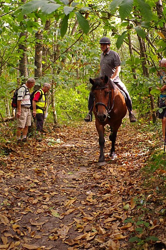 BOUCLE MULTI-RANDONNÉES N°03 - SPÉCIAL CHEVAUX ET ATTELAGES / SECTEUR ST PIERRE SUR ERVE THORIGNÉ ET LIAISON CHAMMES
