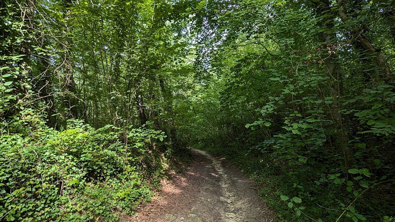 Balade vers Montchâlons IV