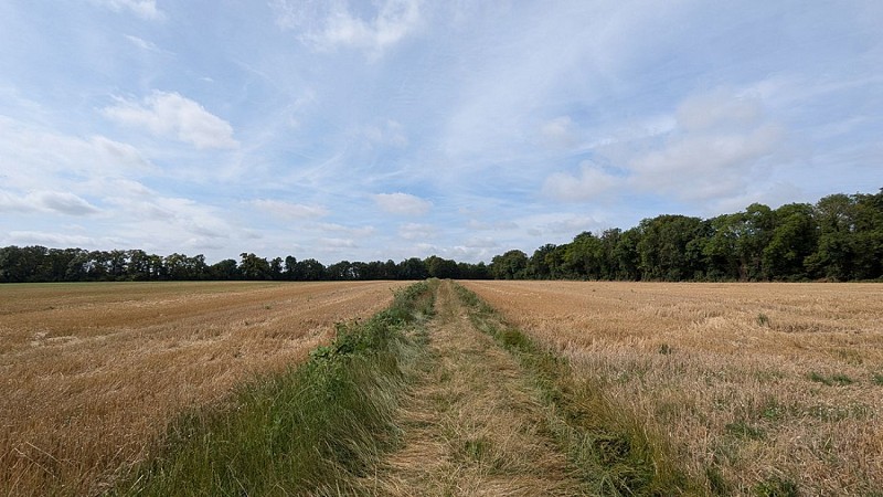 Balade vers Montchâlons I