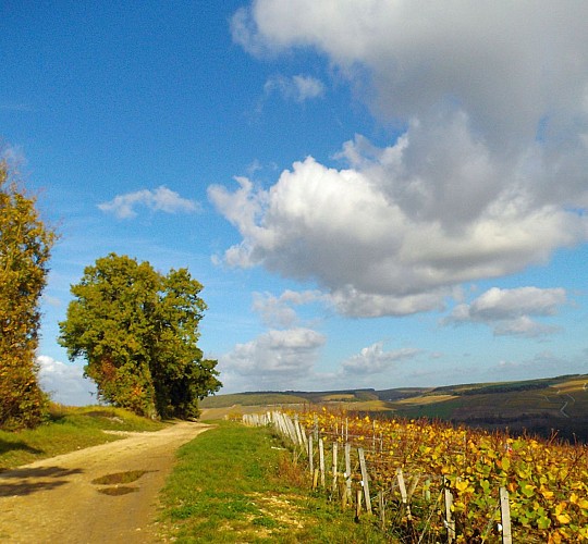 sur le GR®654 après Chablis
