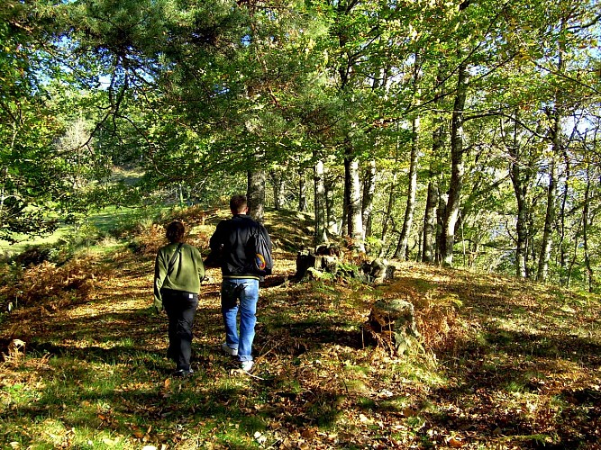 Balade en forêt