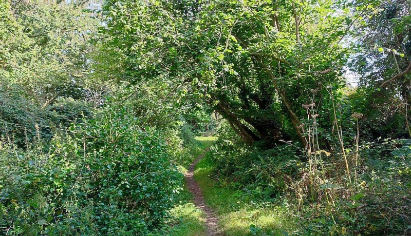 Chemin en sous bois | Penzé