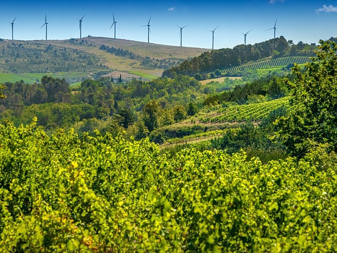 Circuit du Vignoble de la Vallée du Cougaing