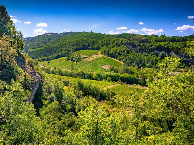 Circuit du Vignoble de la Vallée du Cougaing