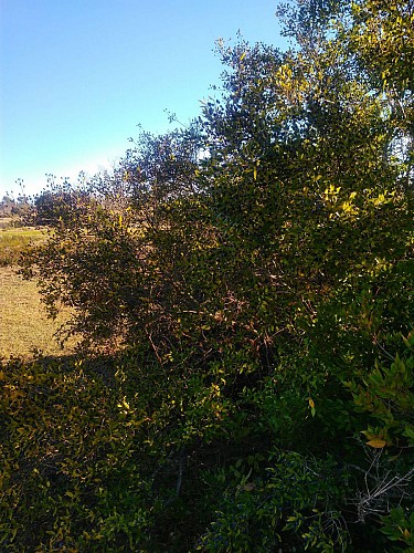 Le même buisson, vu d'un peu plus loin