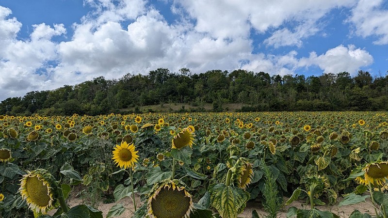 Mont de Fléau