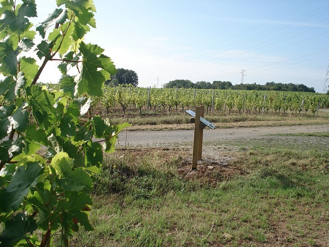 Sentier d'interprétation du vignoble de l'Aubance "La vigne au fil du temps"