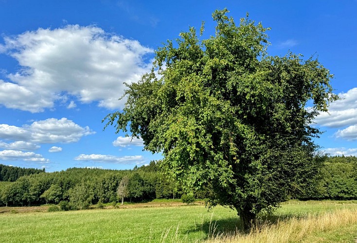 Libramont_promenade_coradje©MTFSH-TEXTO_Pascal_Willems_(2)