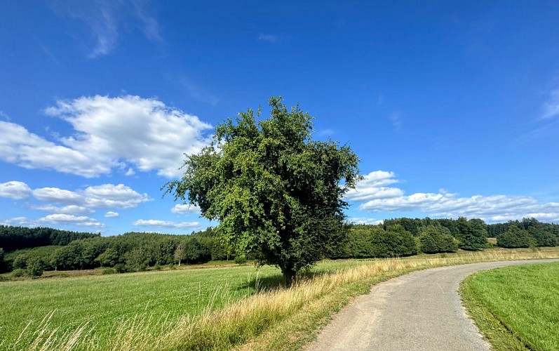 Libramont_promenade_coradje©MTFSH-TEXTO_Pascal_Willems_(1)