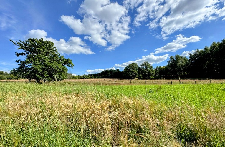 Libramont_promenade_coradje©MTFSH-TEXTO_Pascal_Willems_(122)