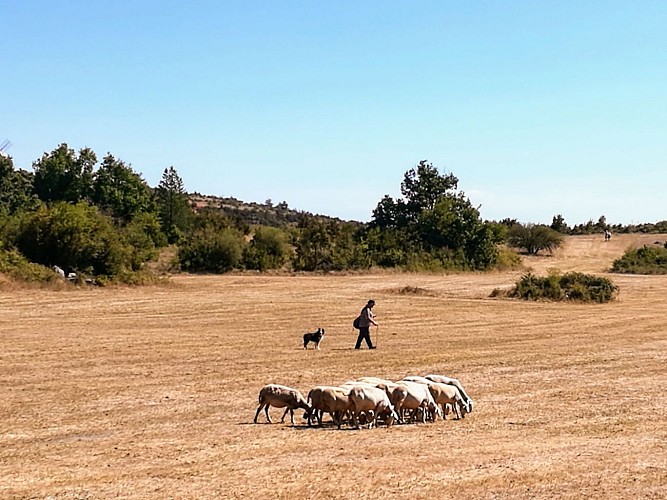 Rando du Sud Larzac0003 @Gilles Delerue - ADT34