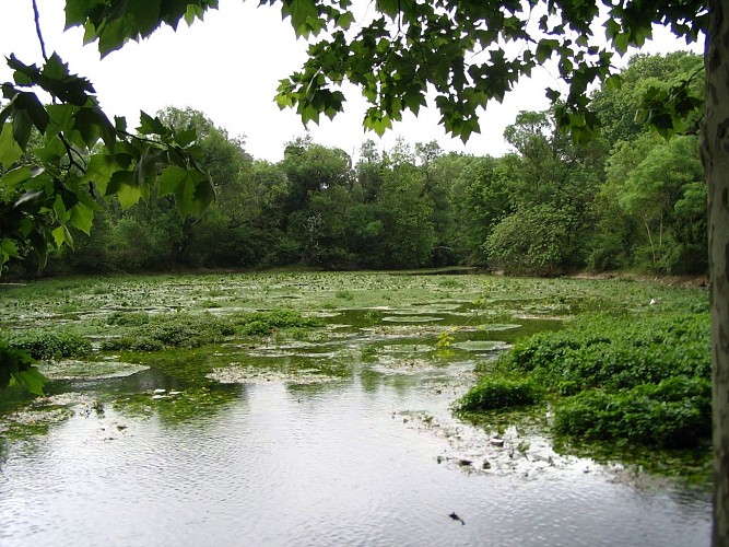 RANDONNEE DU BOIS DE SAINT SAUVEUR