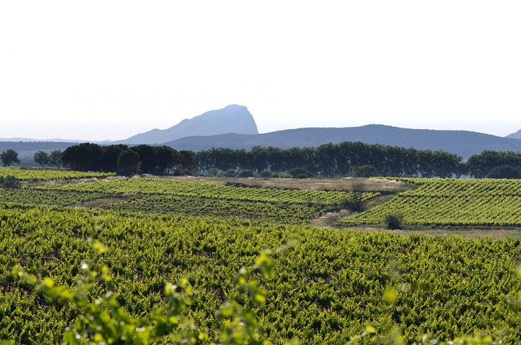 Oenorando des coteaux de St-Christol0011 ©CDRP34