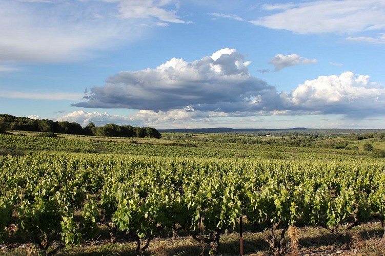 Oenorando des coteaux de St-Christol0010 ©CDRP34