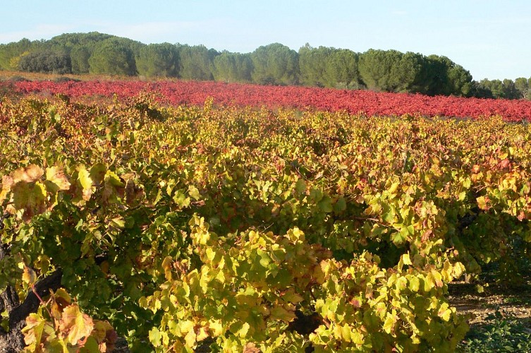 Oenorando des coteaux de St-Christol0004 ©CDRP34