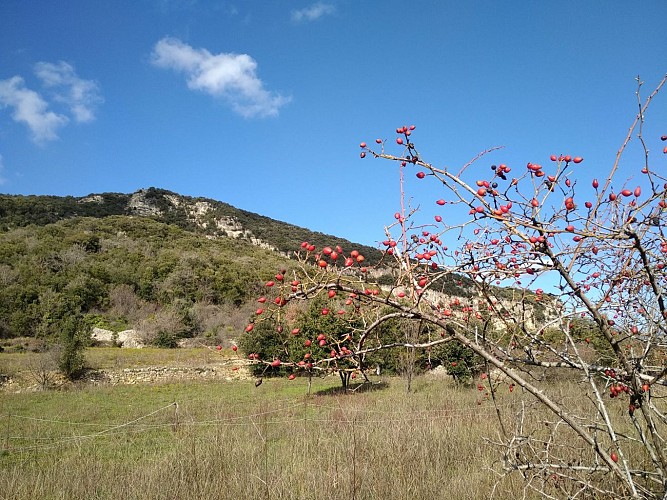 RANDONNÉE DU PLATEAU DU GRÉZAC