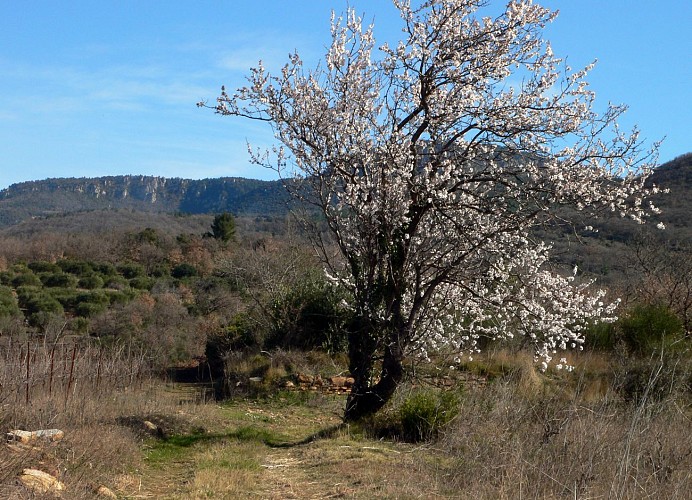 RANDONNÉE DES BOIS DE HOMS ET DE LATUDE