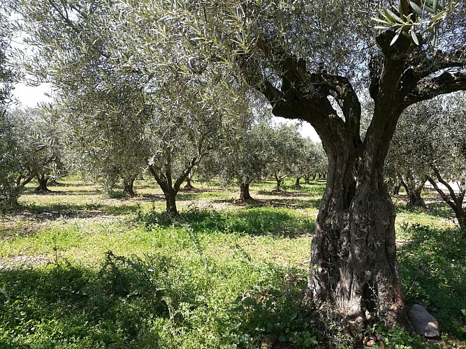 RANDONNÉE DES BOIS DE HOMS ET DE LATUDE